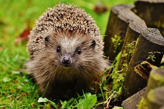 Ein Igel