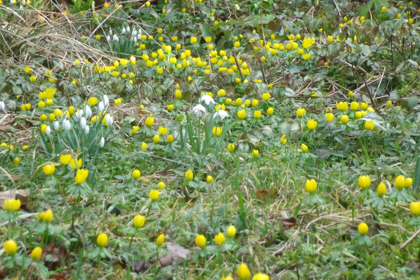 Frühblüher Schneeglöckchen und Winterlinge