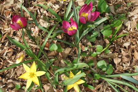 Frühlingsblumen auf dem Schulgelände