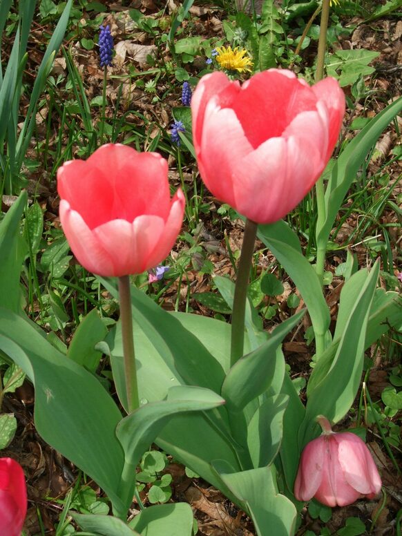 Frühlingsblumen auf dem Schulgelände2