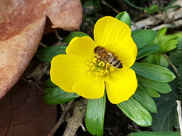 Biene besucht Winterling