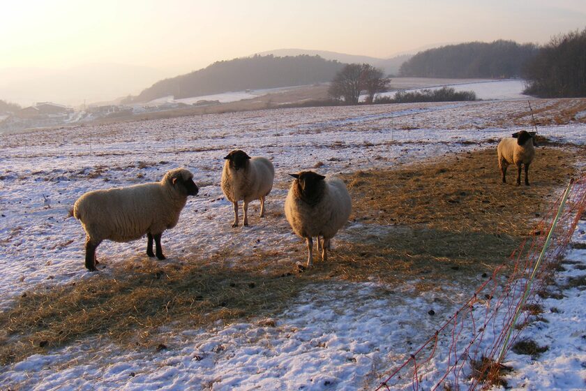 Schafe auf der Weide im Winter