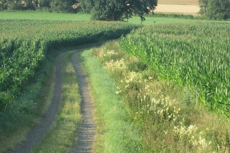 Feldweg im Grünen