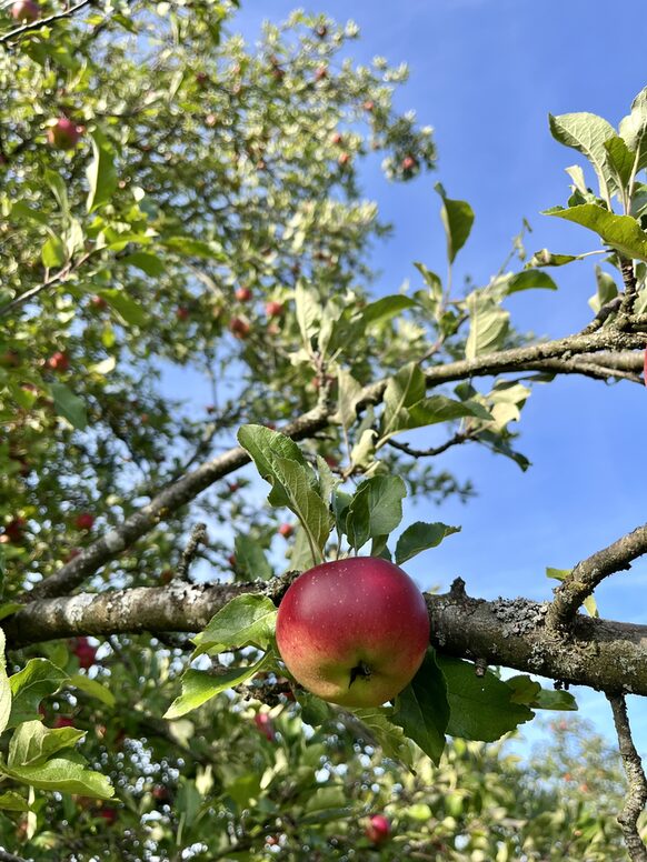 Obstbaum