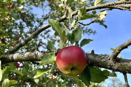 Obstbaum