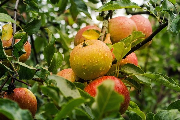 Äpfel am Baum