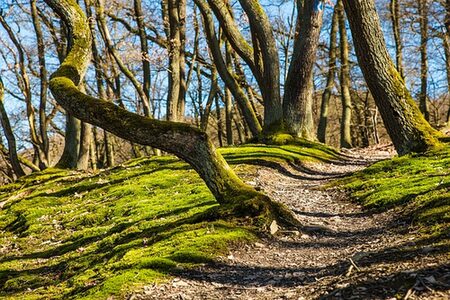 Bäume im Wald