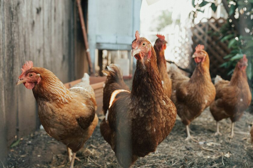 Symbolbild Vogelgrippe (Hühner)